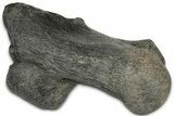 Pleistocene Fossil Horse (Equus) Calcaneus - Florida #325965-1